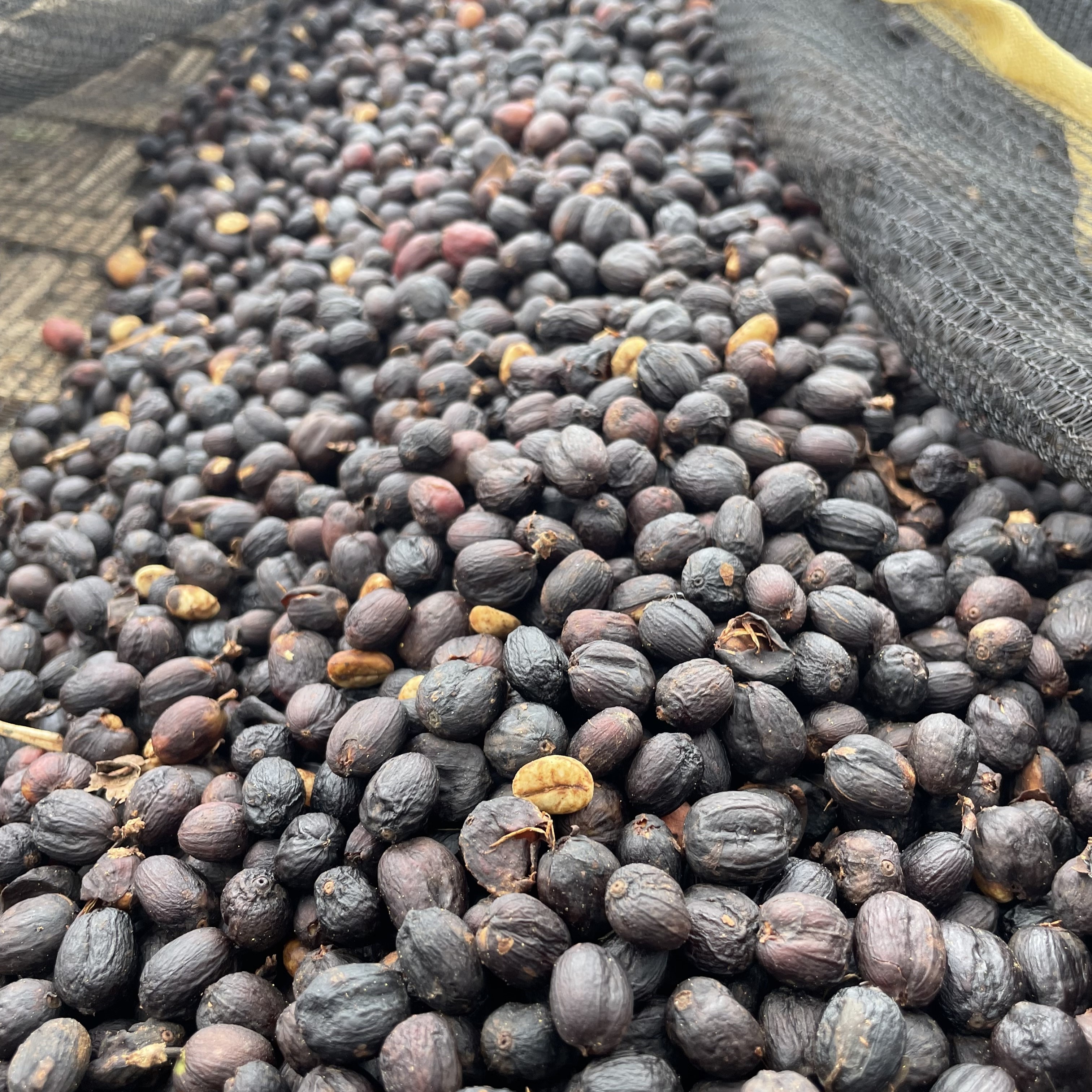 Ka　エチオピア・チェルチェレW　ボリビア・ナチュラル 各5kg（生豆） Ethiopia Chelchele Natural(23/24年クロップ) | ORIGIN COUNTRIES